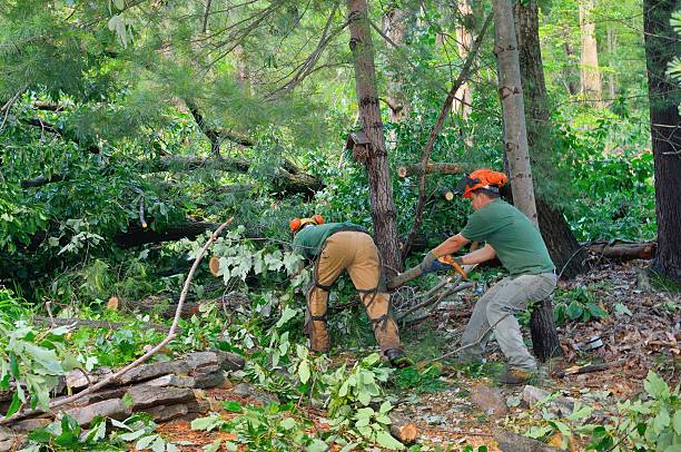 Best Arborist Services Near Me  in USA